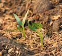 Resilient seedling